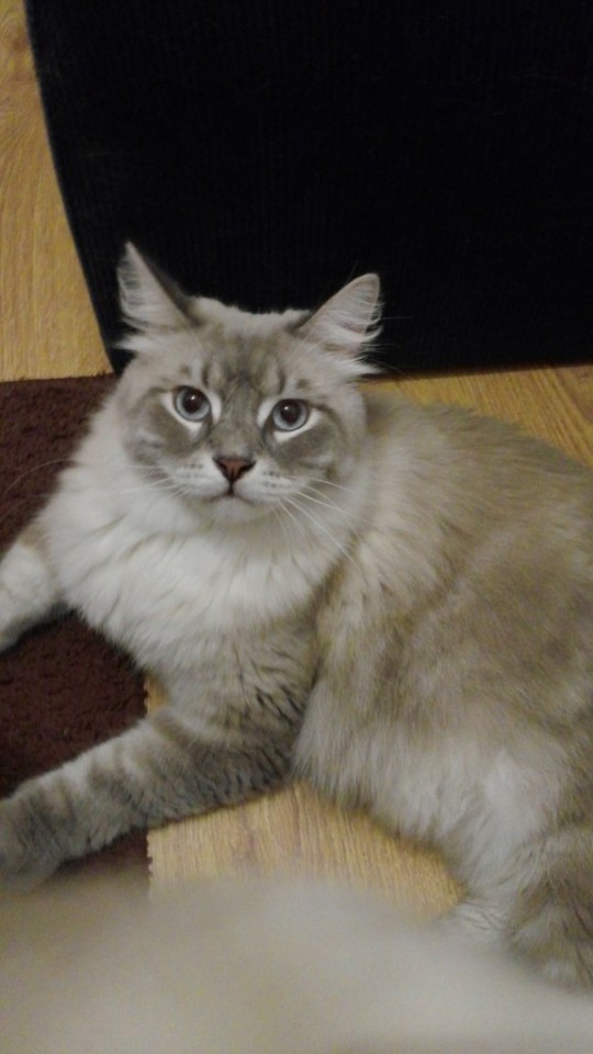 Шикарные котик и кошечка ищут любящих хозяев