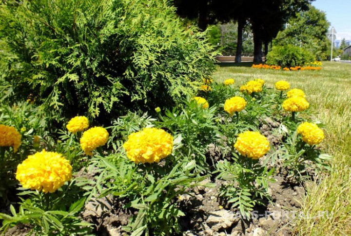 Сдаётся 3 комнатная квартира в центральном районе