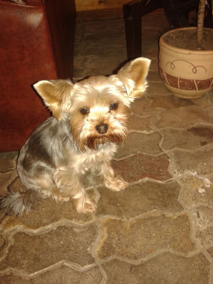 найден йоркширский терьер