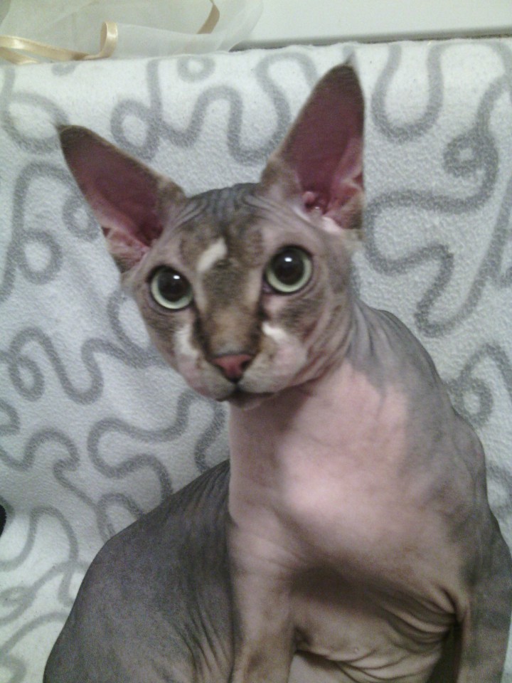 В Хосте найден Канадский сфинкс!!!