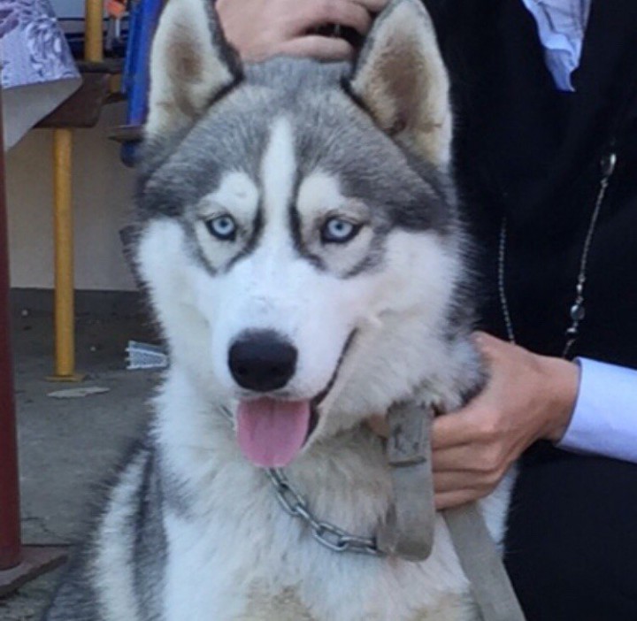 Потерялась собака!!!