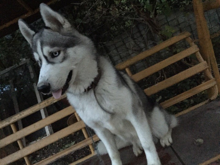 Потерялась собака!!!