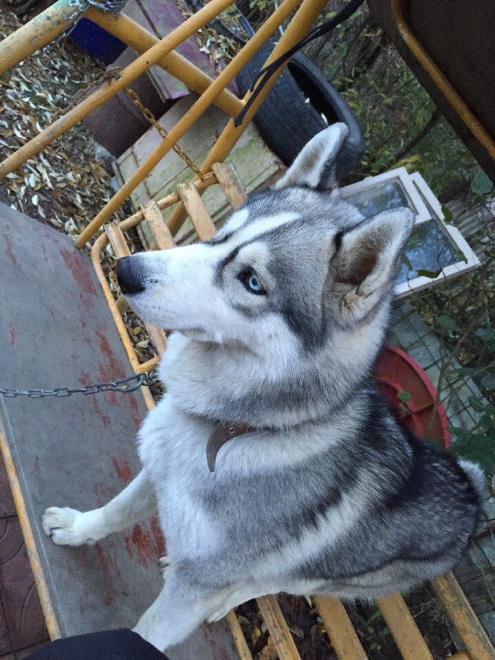 Потерялась собака!!!