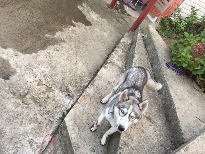 Потерялась собака!!!