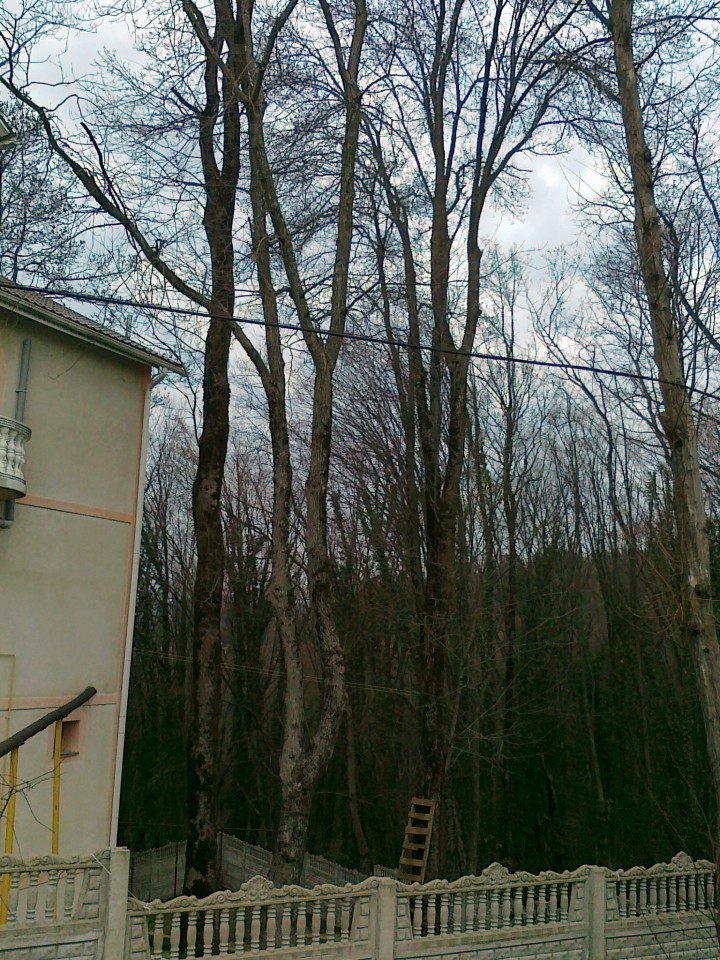 Спил, кронирование деревьев любой сложности