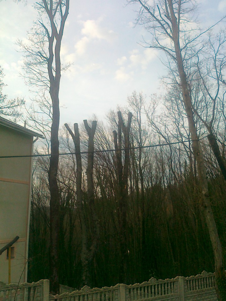 Спил, кронирование деревьев любой сложности