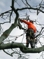 Спил, кронирование деревьев любой сложности