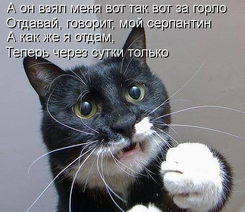 Пропавший Лабрадор