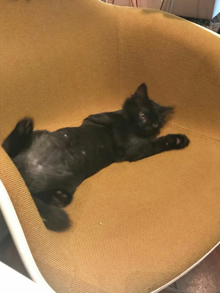 Котенок Мартин в добрые руки