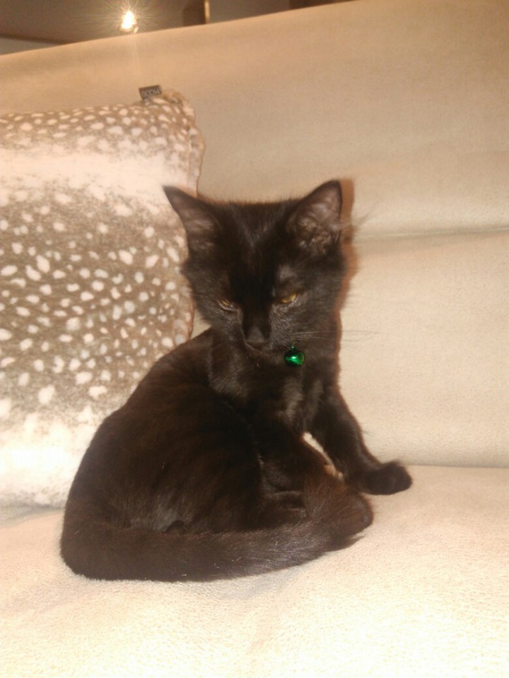 Котенок Мартин в добрые руки