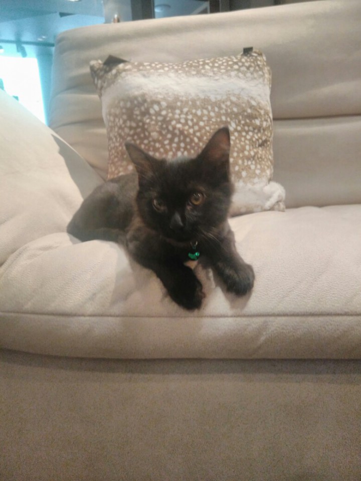 Котенок Мартин в добрые руки