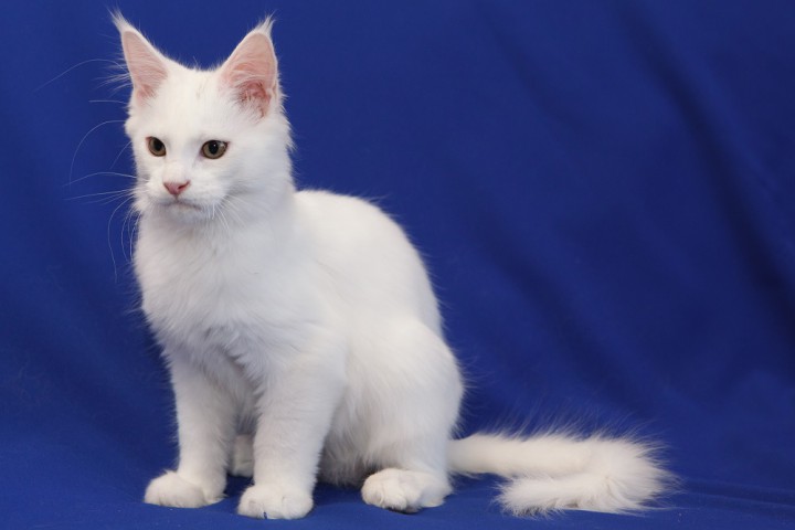 Белые котята Мейн Кун