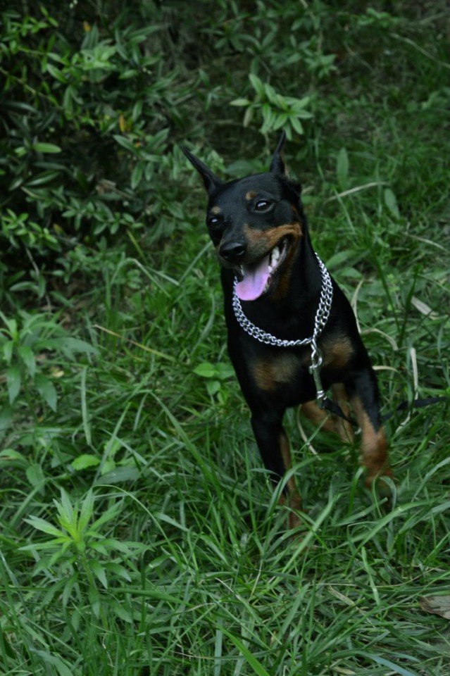 Пропала собака (мини доберман) цвергпинчер. На мамайке