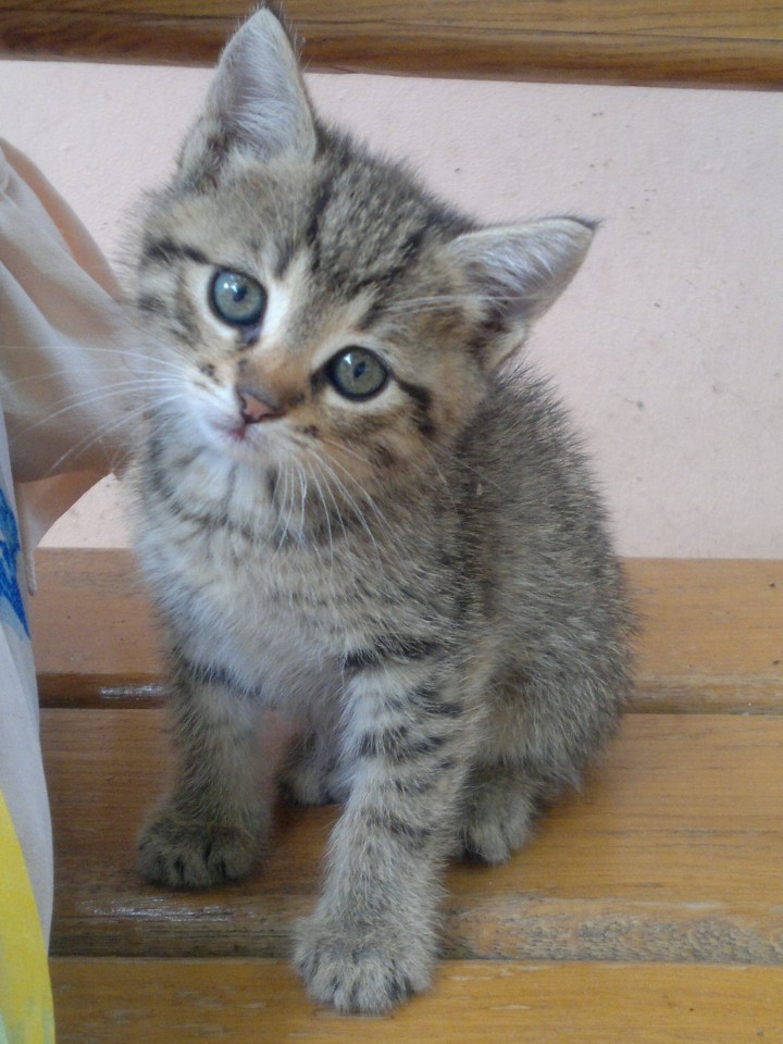 Отдам котят в хорошие руки