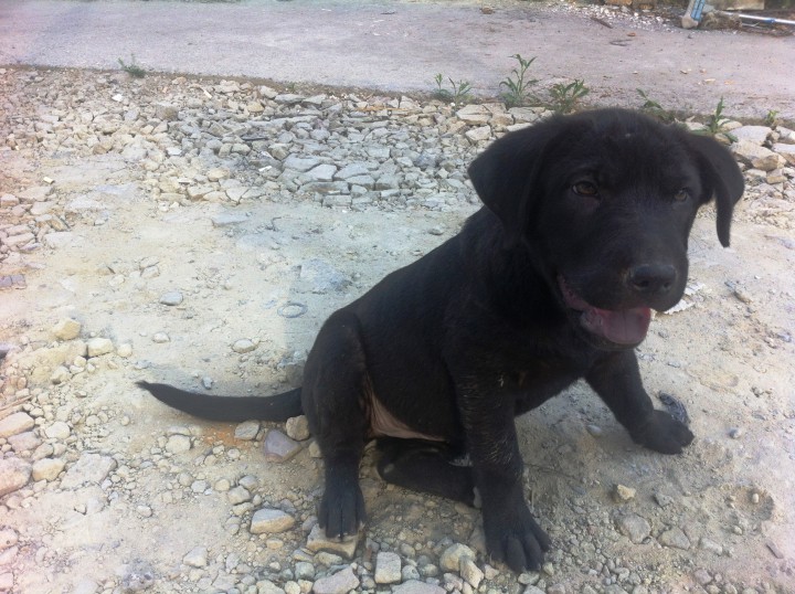 В добрые руки!