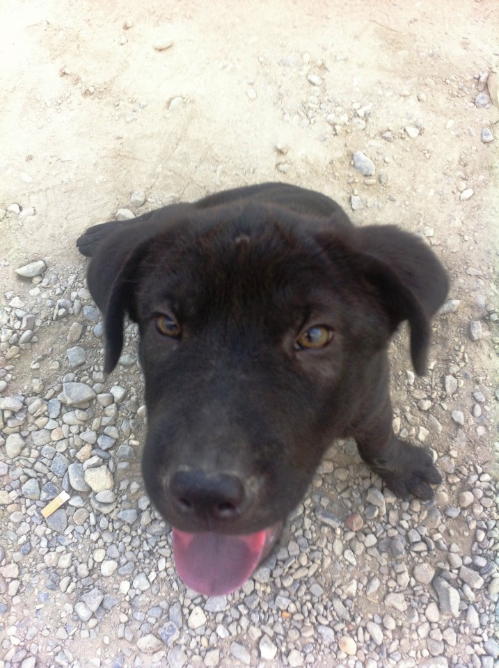 В добрые руки!