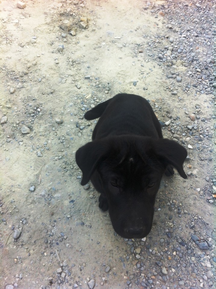 В добрые руки!