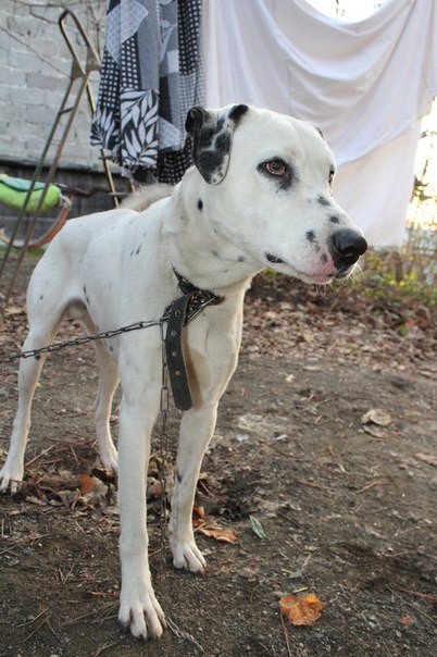 Далматин в добрые и ответственные руки