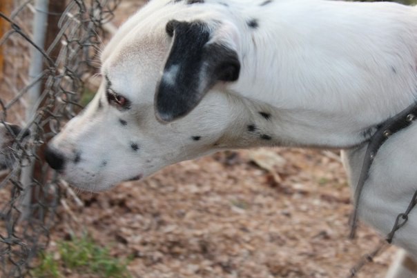 Далматин в добрые и ответственные руки