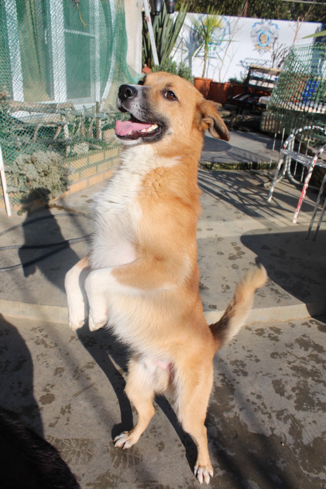 Пушистое чудо в добрые руки