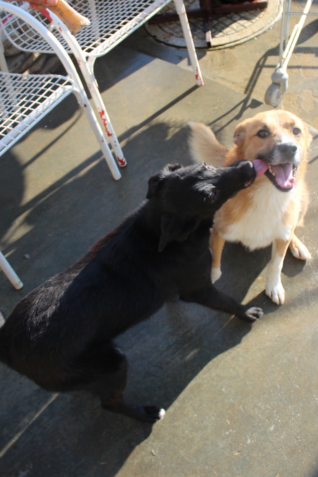 Пушистое чудо в добрые руки