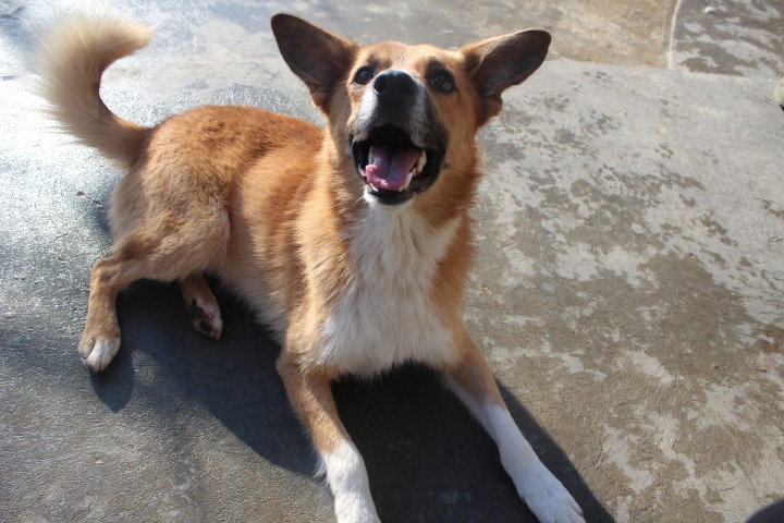 Пушистое чудо в добрые руки