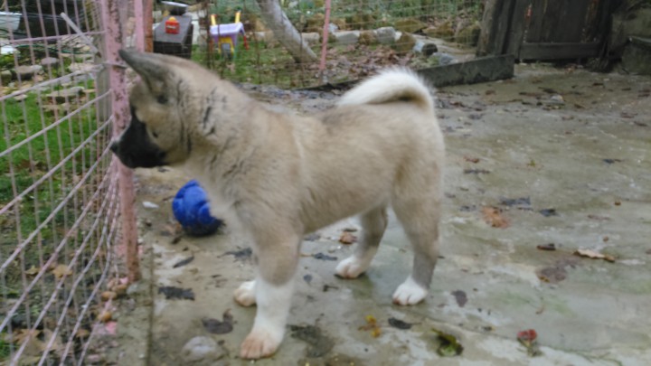 Отдадим в добрые руки! Это самый лучший подарок к новому году! А