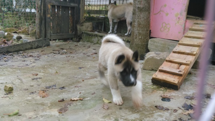 Отдадим в добрые руки! Это самый лучший подарок к новому году! А