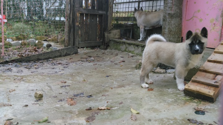 Отдадим в добрые руки! Это самый лучший подарок к новому году! А