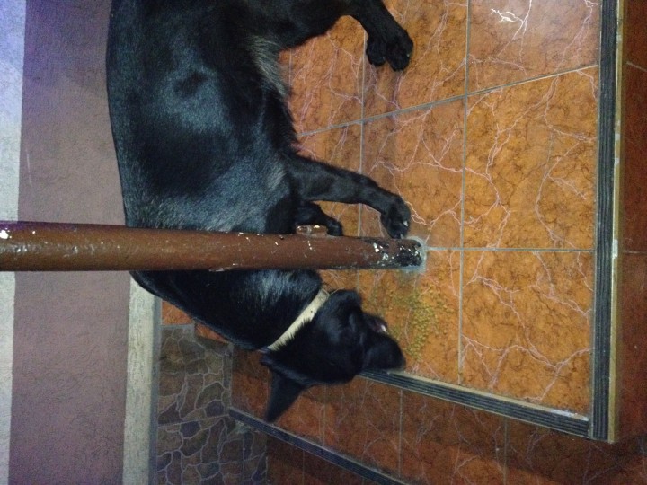 Найдена собака