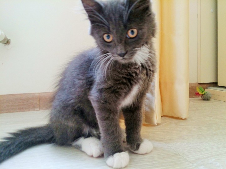 В Вашем доме нет Кота - кого Вы любите тогда 