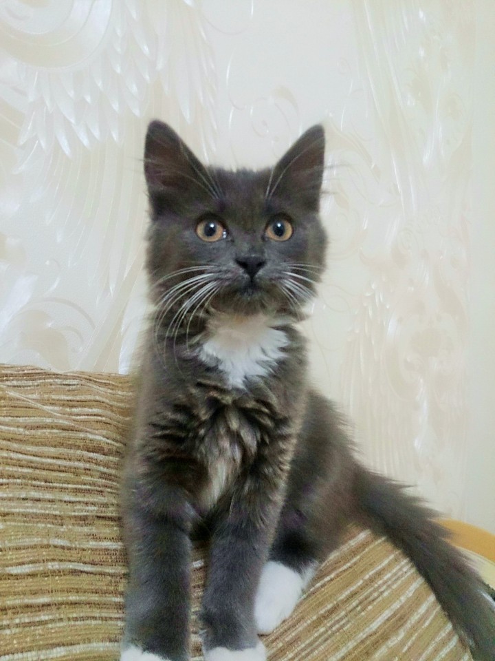 В Вашем доме нет Кота - кого Вы любите тогда 