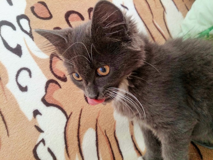 В Вашем доме нет Кота - кого Вы любите тогда 