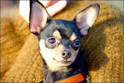 Нашлась собака