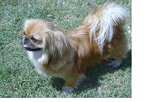 ПРОПАЛА СОБАКА!