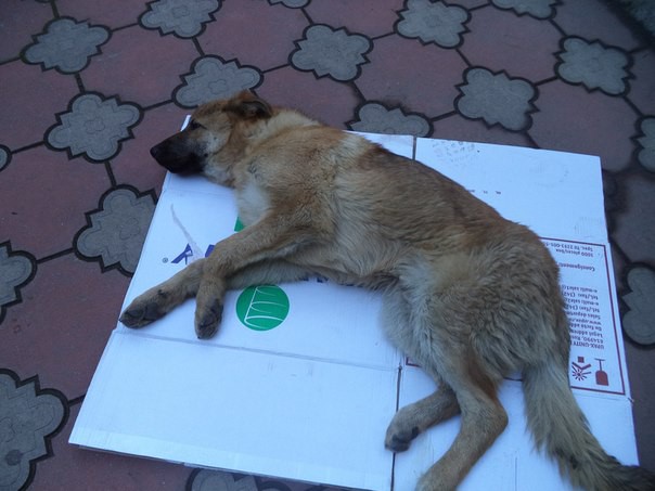 собаку сбила машина,