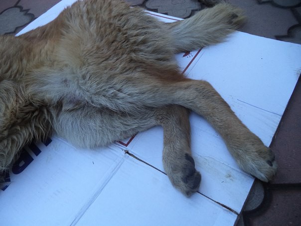 собаку сбила машина,