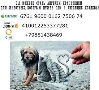 собаку сбила машина,