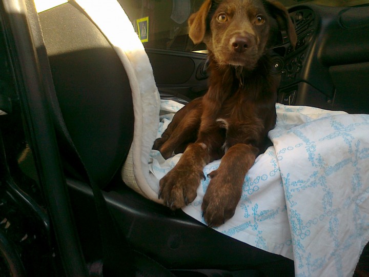 Отдается в добрые руки щенок подросток