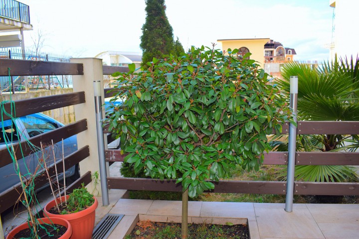 квартиры на Бытхе, собственник