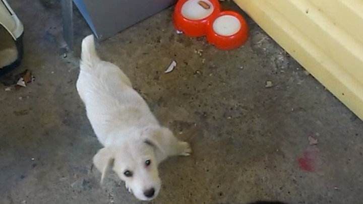 ПРОПАЛА СОБАКА!!!