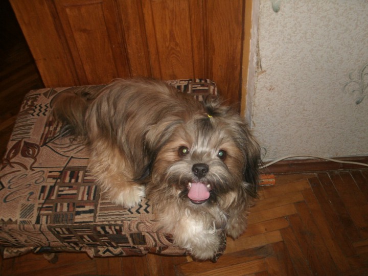 ПОМОГИТЕ ВЕРНУТЬ СОБАКУ