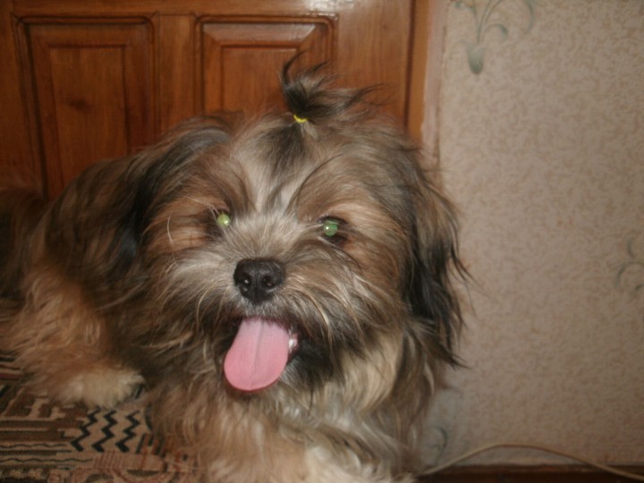 ПОМОГИТЕ ВЕРНУТЬ СОБАКУ