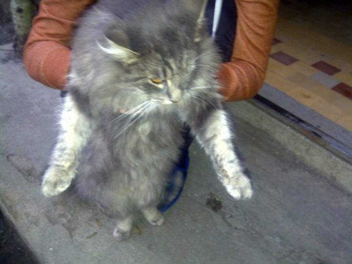 Помогите найти хозяина!!