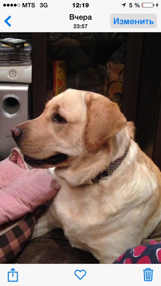 Нашлась собака 