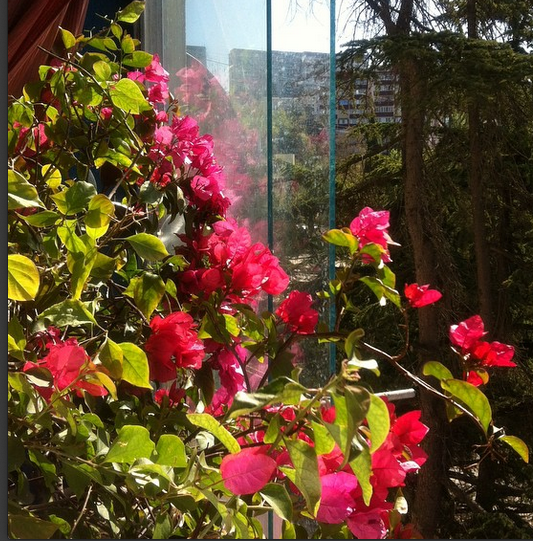 Укорененные черенки Бругмансии,Бугенвиллии,Клеродендендрума.