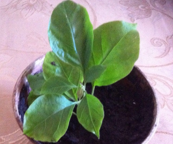 Укорененные черенки Бругмансии,Бугенвиллии,Клеродендендрума.