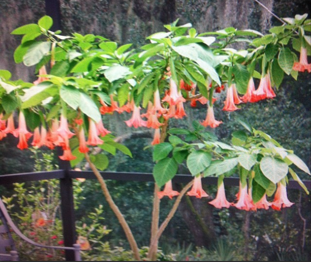 Укорененные черенки Бругмансии,Бугенвиллии,Клеродендендрума.