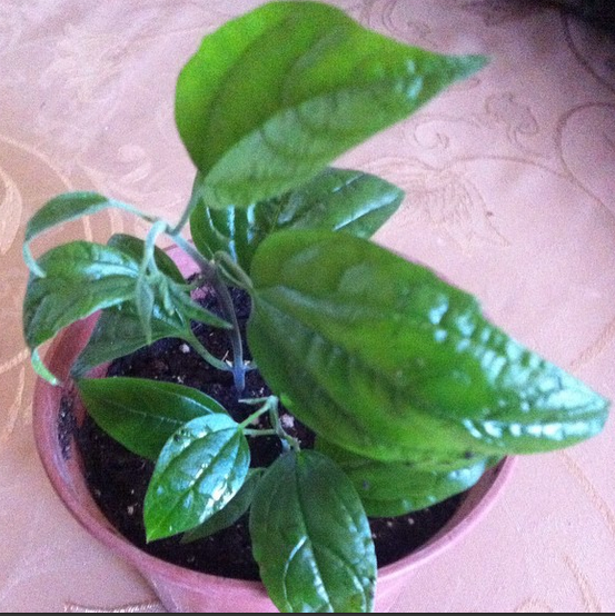 Укорененные черенки Бругмансии,Бугенвиллии,Клеродендендрума.