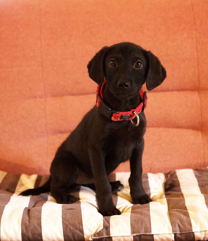  Замечательные щенки!